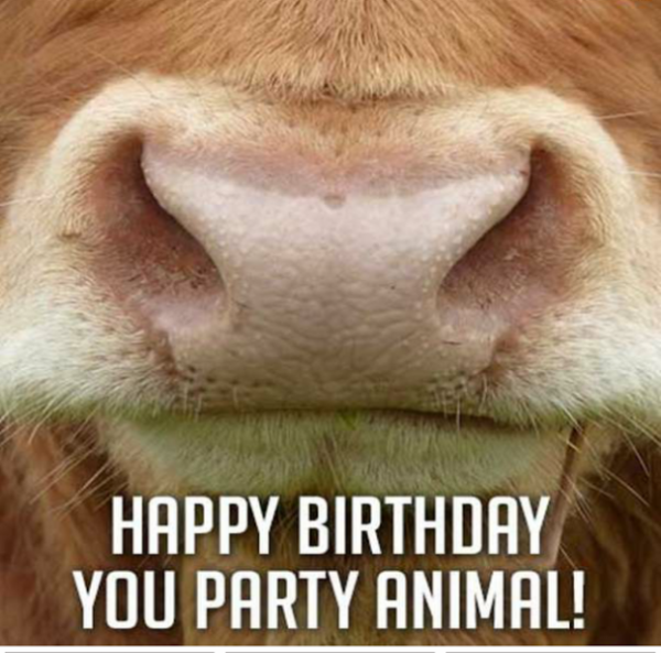 Happy Birthday You Party Animal